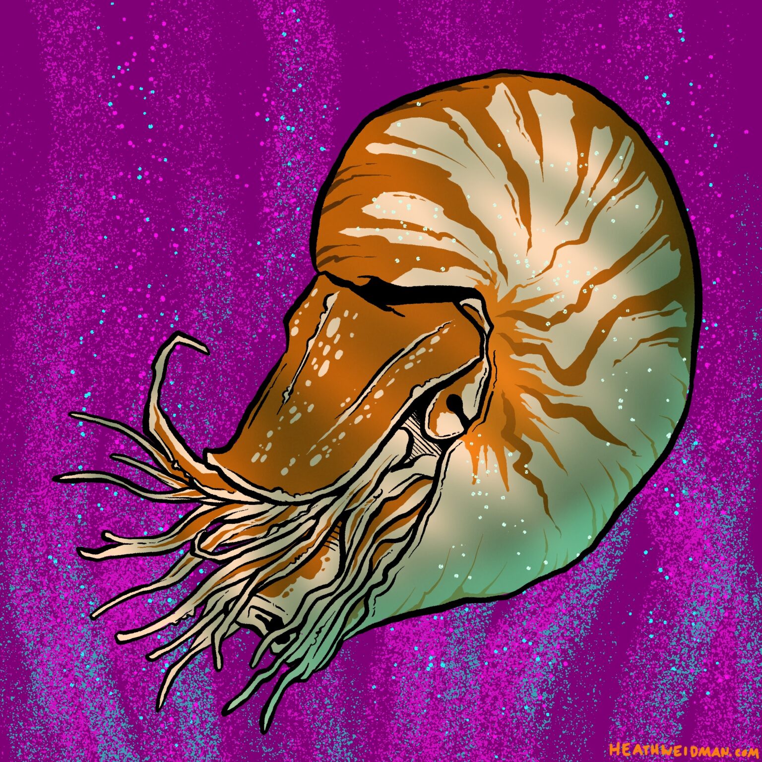 Chambered Nautilus - Stephen Bobbett