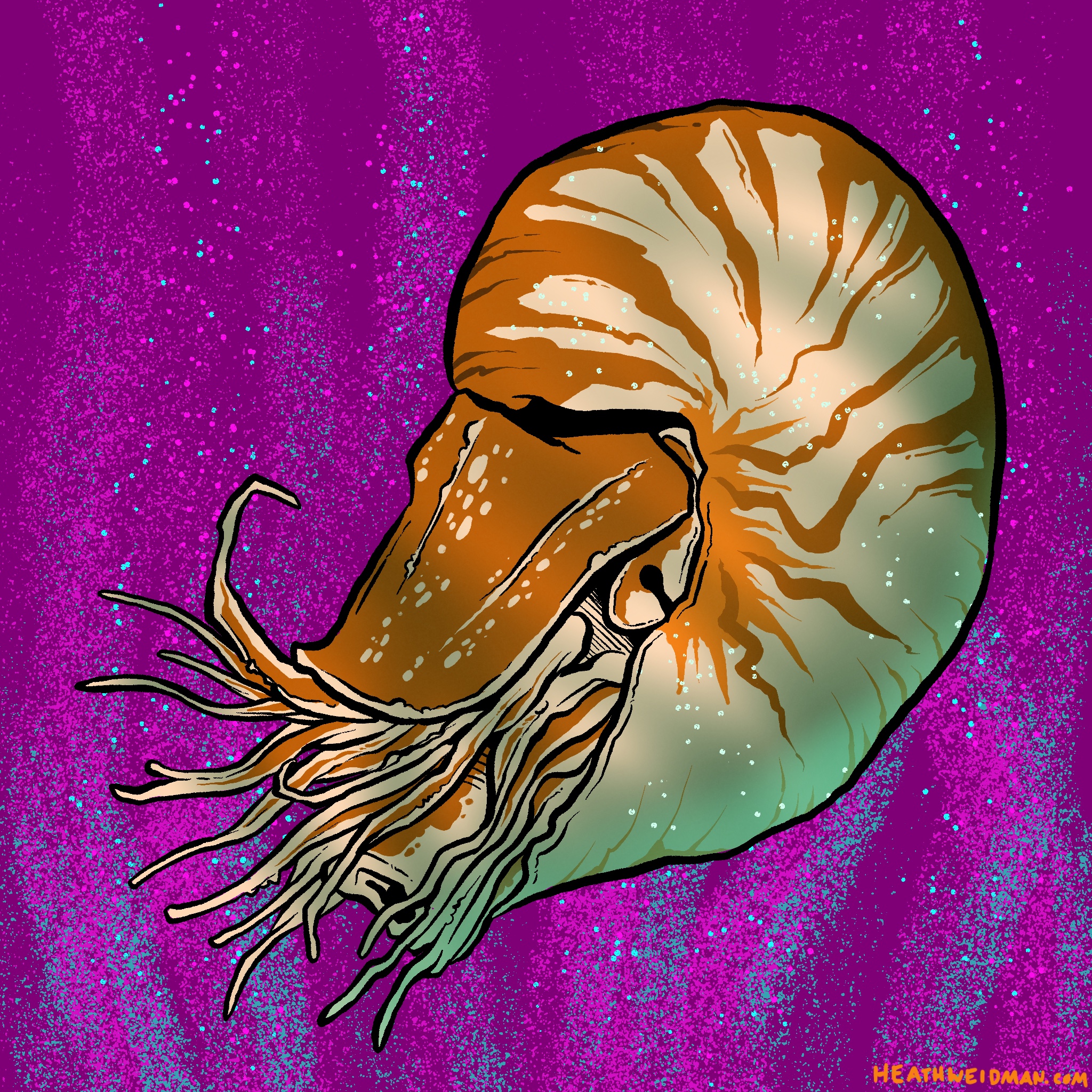 Chambered Nautilus